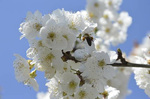 1実のなる桜の木.jpg