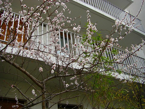 梅?桃?桜?パリの花