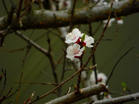 梅?桃?桜?パリの花2
