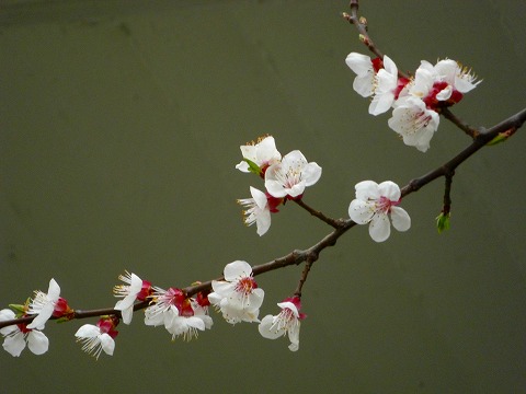 梅?桃?桜?パリの花3