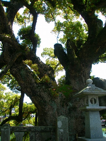 川上神社の樹齢1450年の樫の木